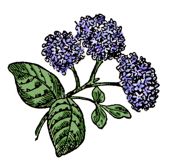 Hand-drawn illustration of purple hydrangea blossoms with green leaves on a white background.