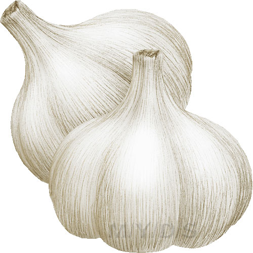 Garlic, Allium Sativum clipart / Free clip art 
