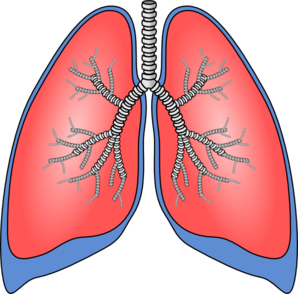 Illustration of human lungs with trachea and bronchial tree, showing respiratory anatomy in red and blue.