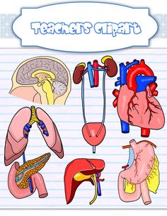Colorful educational clipart of human organs including brain, heart, lungs, kidneys, liver, and stomach on lined paper background.