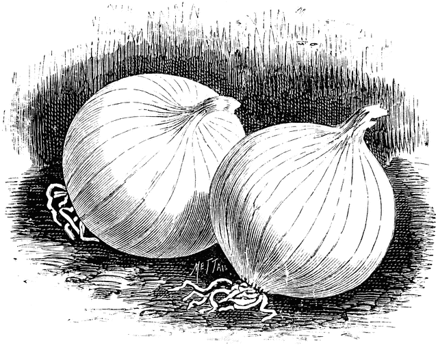 Queen Onions 