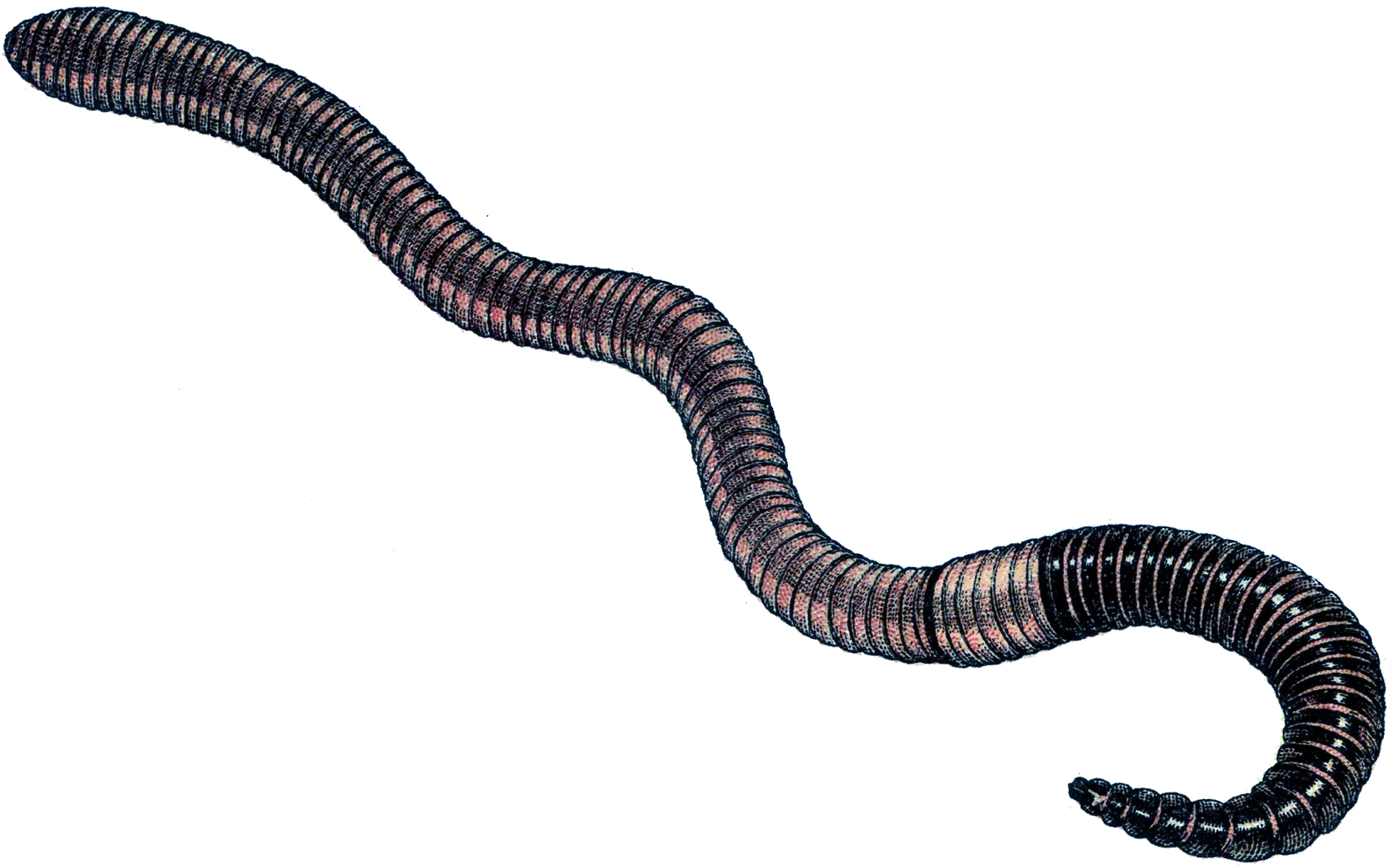 Image For &gt, Clipart Earthworm 