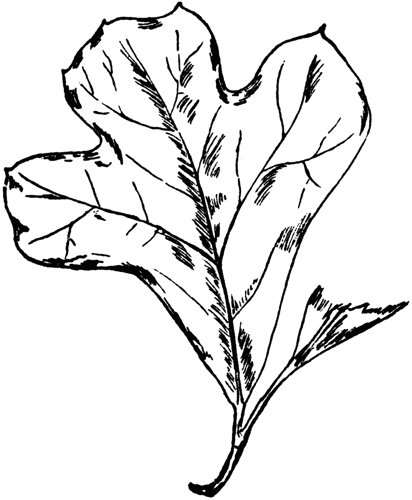 Detailed black-and-white line drawing of a lobed oak leaf with visible veins and texture.