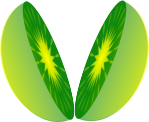 Cut Lime Clip Art