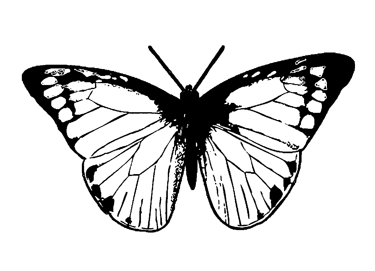 Без цветной рисунок. Бабочка рисунок. Бабочки на белом фоне. Бабочка черно белая. Бабочка рисунок без фона.
