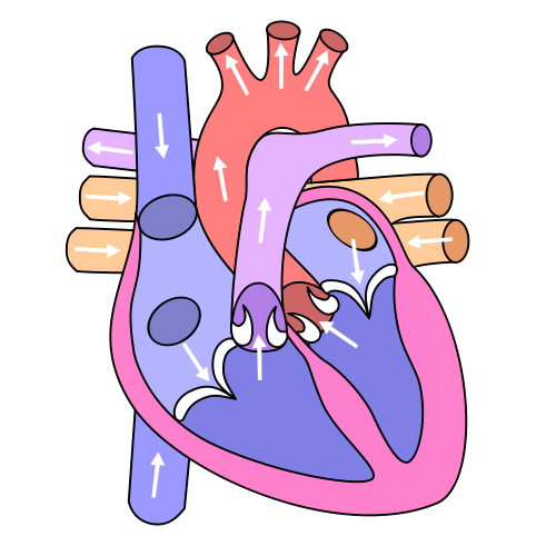 Heart Structure Unlabelled Clipart 