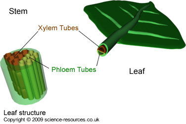 Osmosis Clipart 