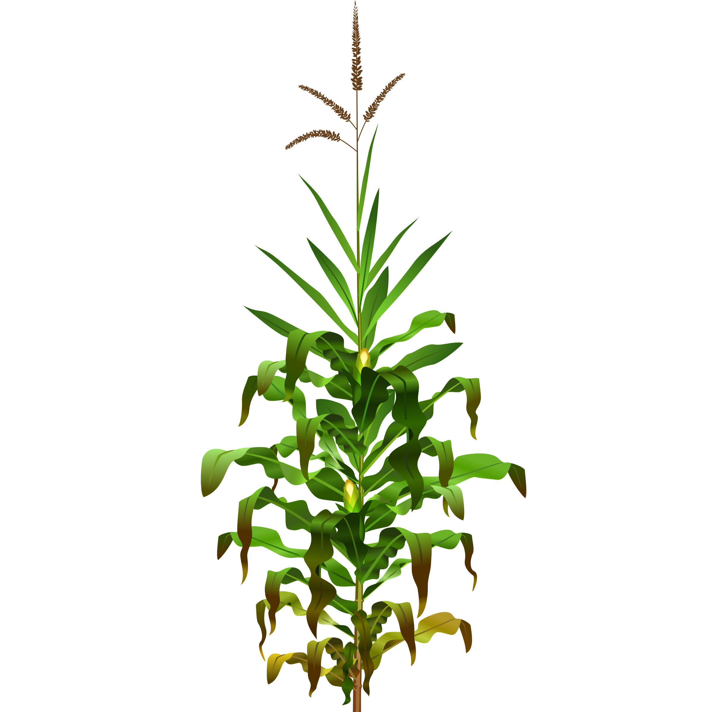 Illustration of a mature corn plant with green leaves, tassels, and developing ears against white background.