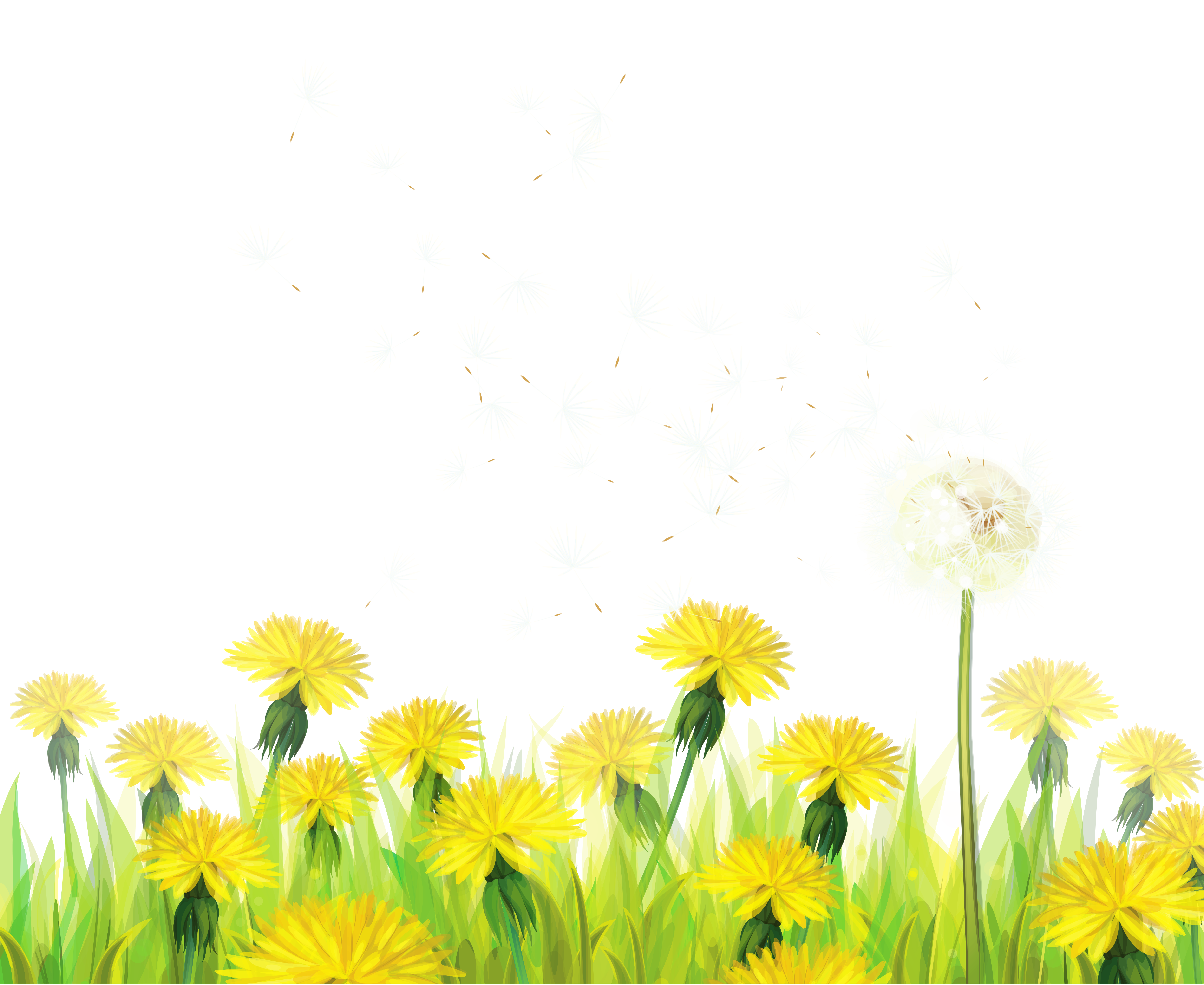 Transparent_Grass_with_Dandelions_Clipart.png?m=1399672800 
