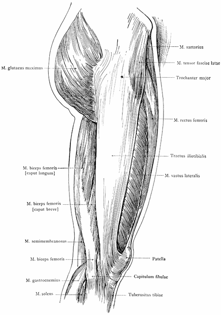 Lateral View of the Superficial Muscles of the Thigh 
