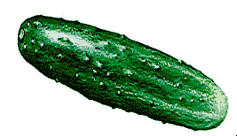 A fresh, bumpy green cucumber with water droplets on its skin, isolated on white background.