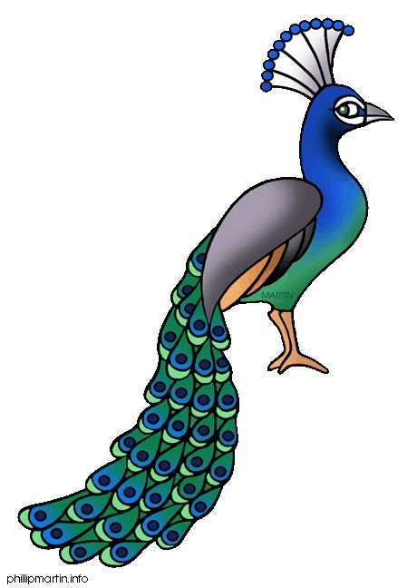 peacock clipart free 