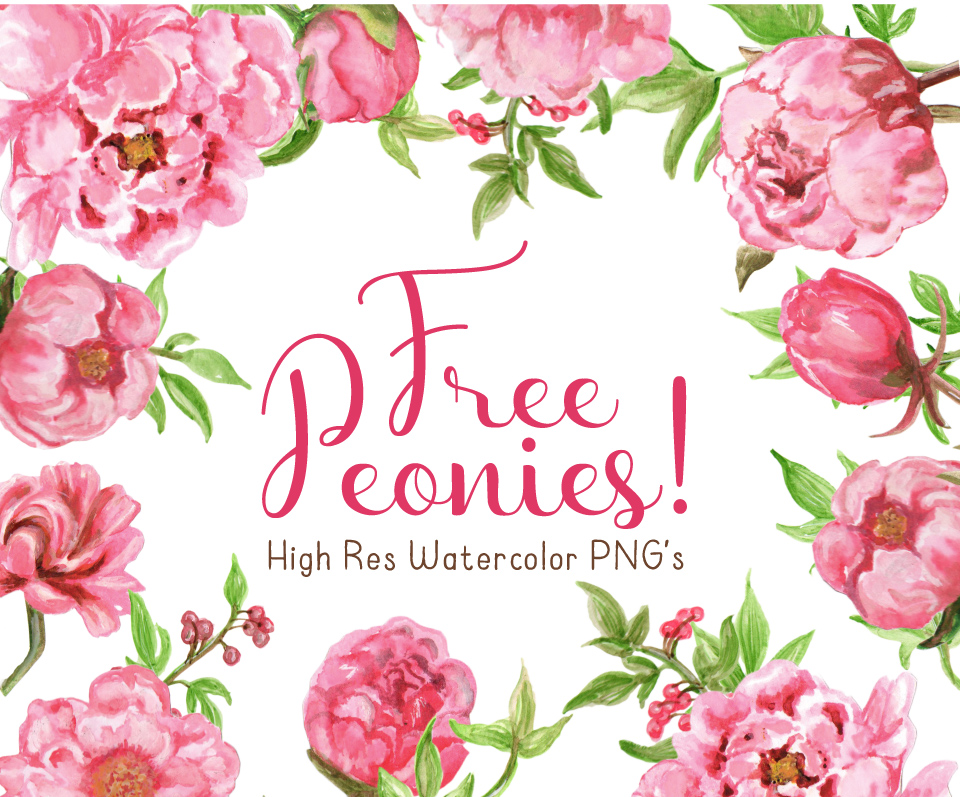 Free Watercolor Peonies Clipart 