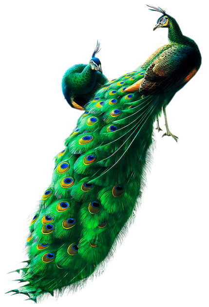 Peacocks PNG Clipart 