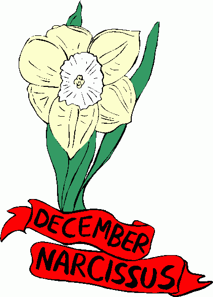 December Narcissus Flower - Symbolism, Meaning & Care Guide
