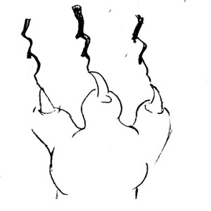 Sketch of a paw with three sharp claws extended, drawn in black ink on white background.
