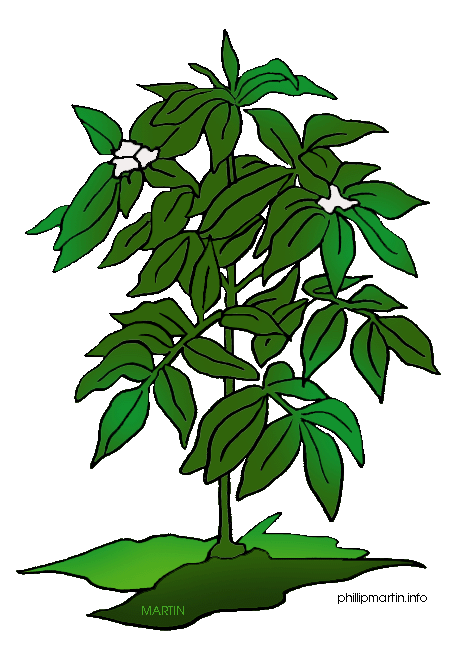 Illustration of a healthy green basil plant with white flowers growing from soil.