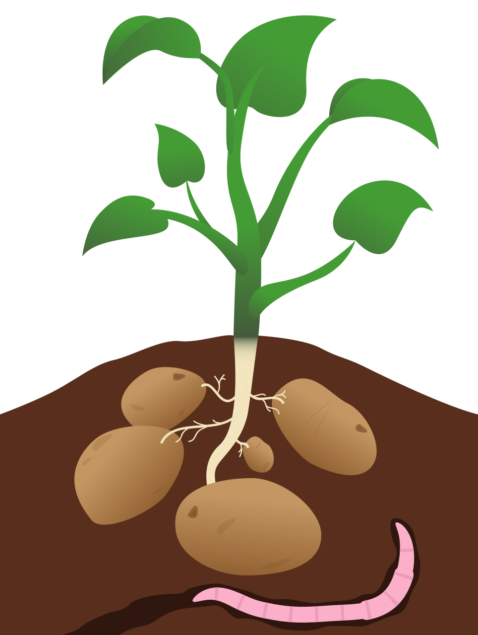 Illustration of a potato plant growing from tubers in soil with visible roots and a pink earthworm nearby.