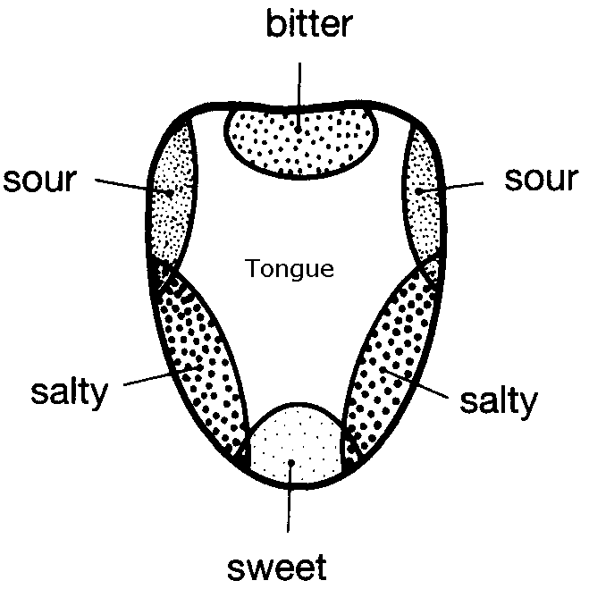Diagram showing traditional tongue taste map with labeled regions for bitter, sour, salty, and sweet tastes.