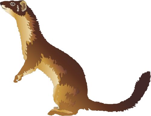 Weasel Clipart Free 