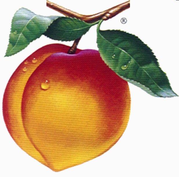 Fuzzy peaches clip art image free clipart image image 