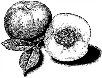 Peach Illustration - Botanical Drawing of Whole and Halved Fruit