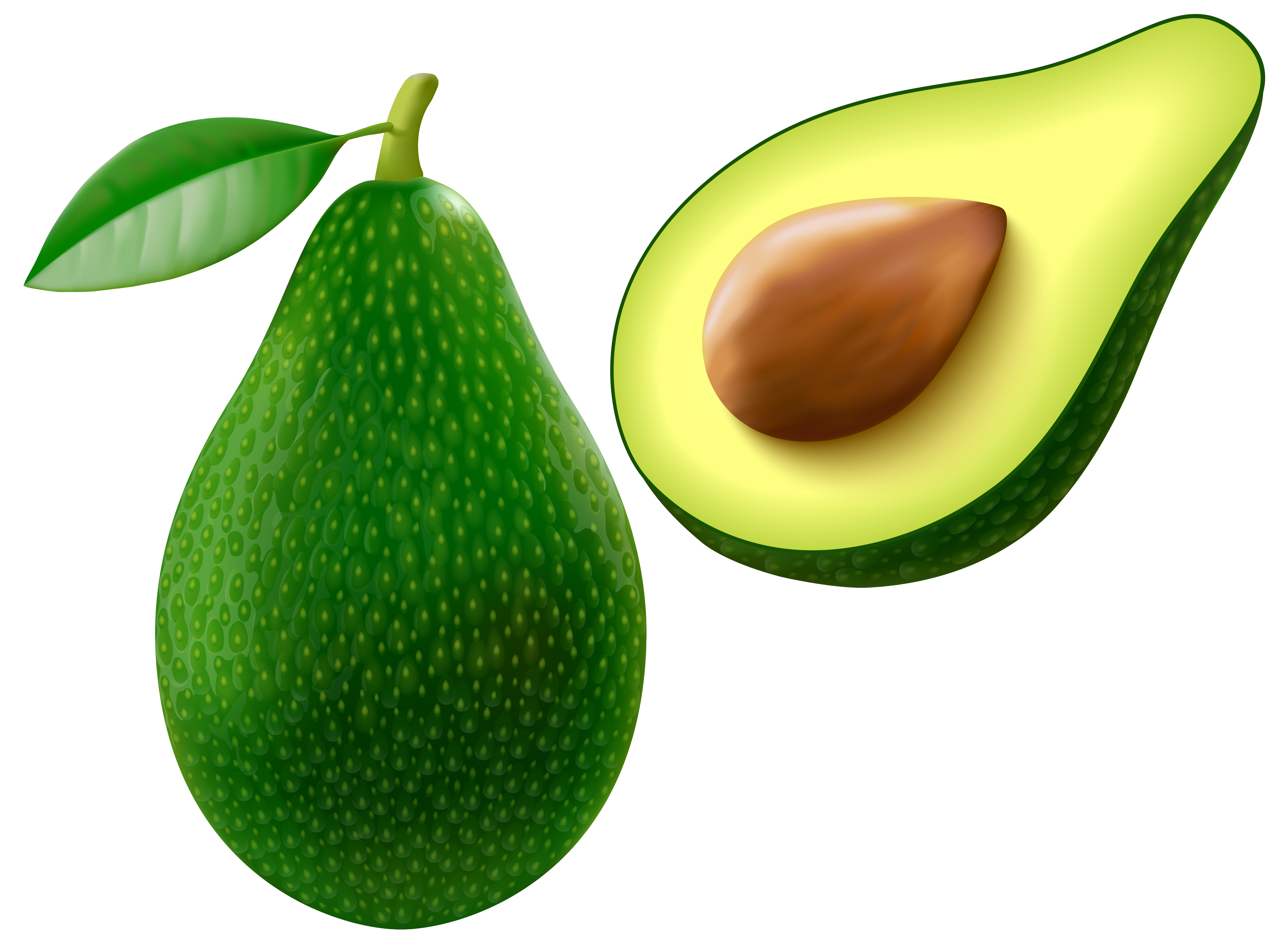 Avocado PNG Vector Clipart Image 