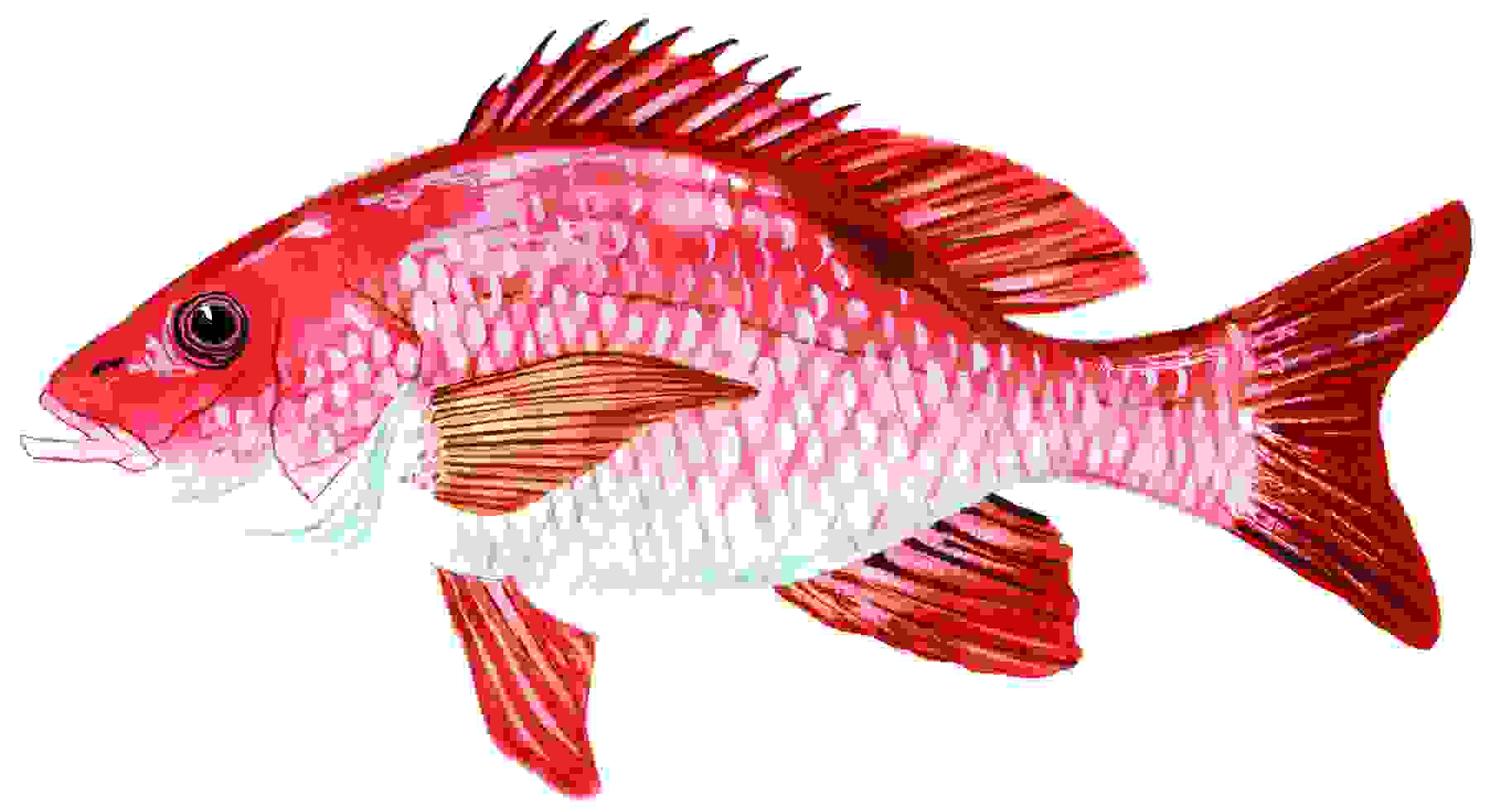 Free Redfish Cliparts, Download Free Redfish Cliparts png images, Free ...