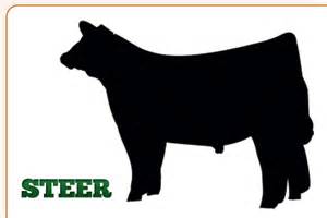 Show Steer Clipart 