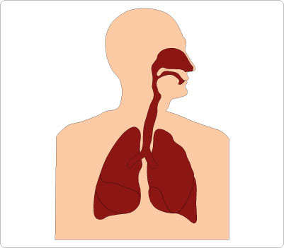 Human respiratory system diagram showing nose, trachea, and lungs in side profile.