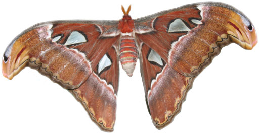 Atlas Moth - Largest Moth in the World | Fascinating Facts & Photos