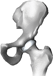 Hip ball socket joint Clipart Picture, Hip ball socket joint Gif