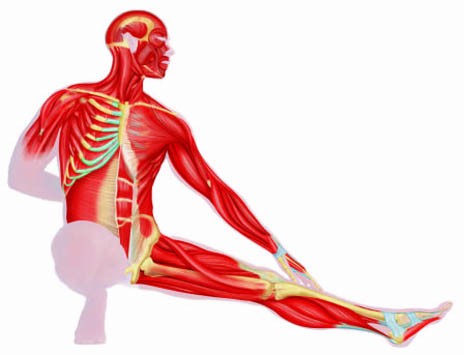 Muscle Clip Art 