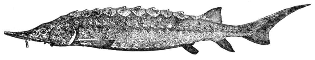 Sturgeon Fish Illustration - Anatomy and Features of Acipenseridae