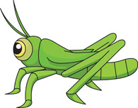 Cartoon Grasshopper Illustration for Educational and Children's Content