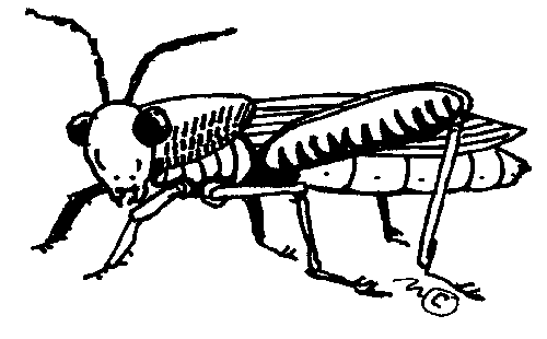 Grasshoppers Clip Art 
