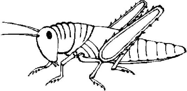 Grasshopper Clipart Image 