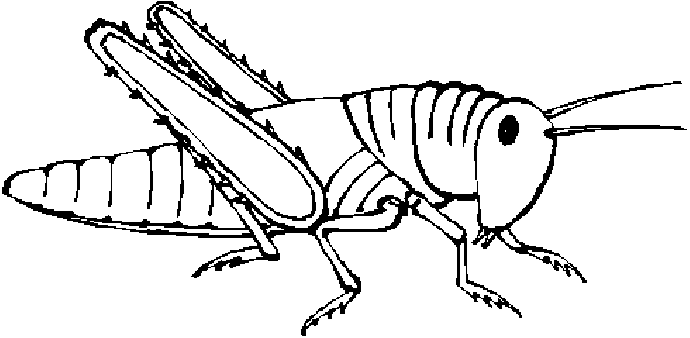 Grasshopper Clip Art 