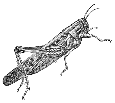 Grasshoppers 