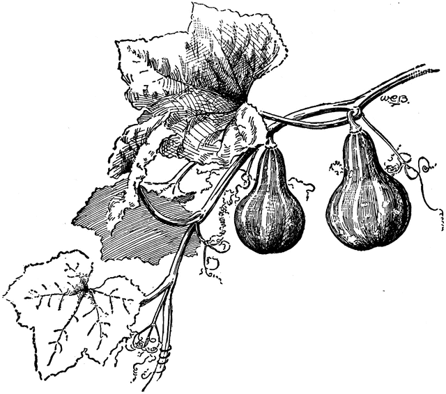 Gourd - Traceable Heraldic Art