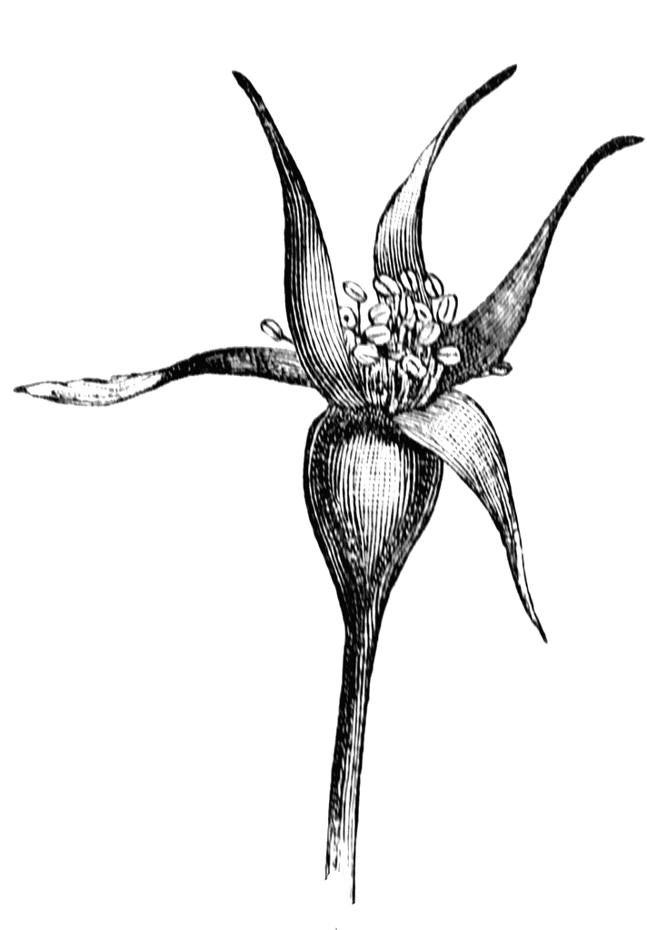 Rose Hip Flower Anatomy - Vintage Botanical Illustration