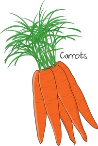 Carrots Clipart Image 