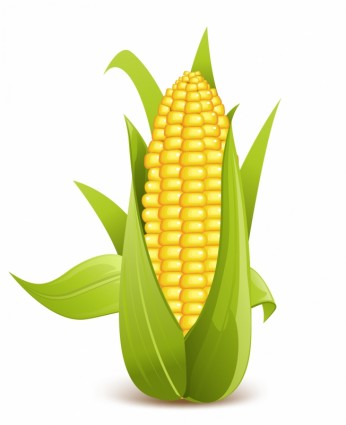 Vector Corn Clipart