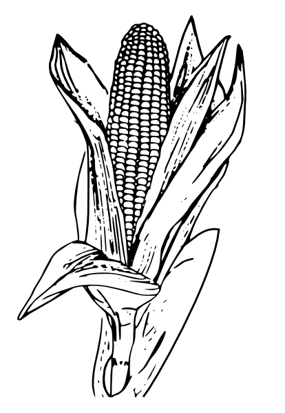 Illustration of Corn Ear - Botanical Line Art for Agriculture & Education