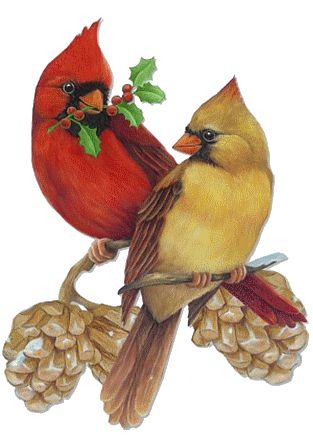 Cardinal Birds with Holly and Pinecones - Festive Winter Wildlife Illustration