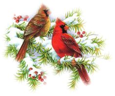 Birds 