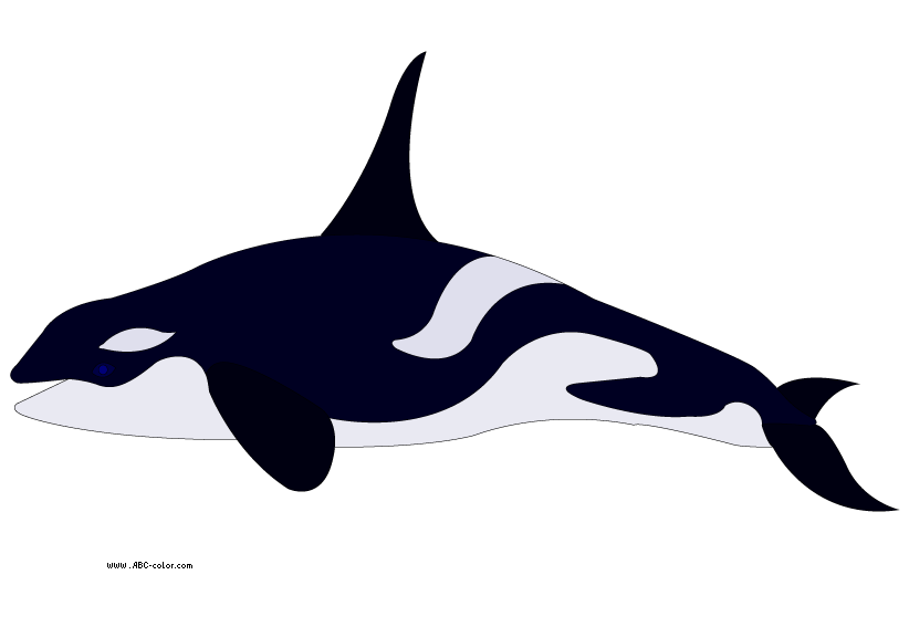 Killer Whale Clipart 