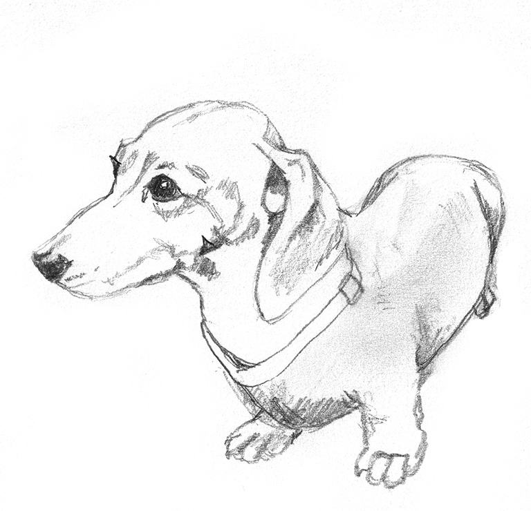 All kinds of Animal Clipart 