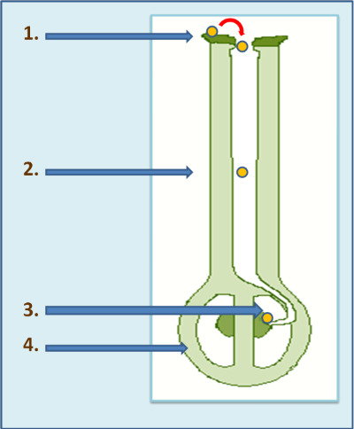 Diagram illustrating the four key stages of a siphon mechanism in action, with labeled arrows and fluid movement.