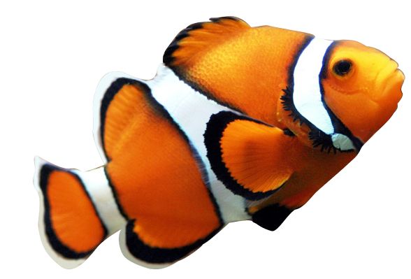 Vibrant orange and white clownfish with black-edged stripes swimming against a white background.